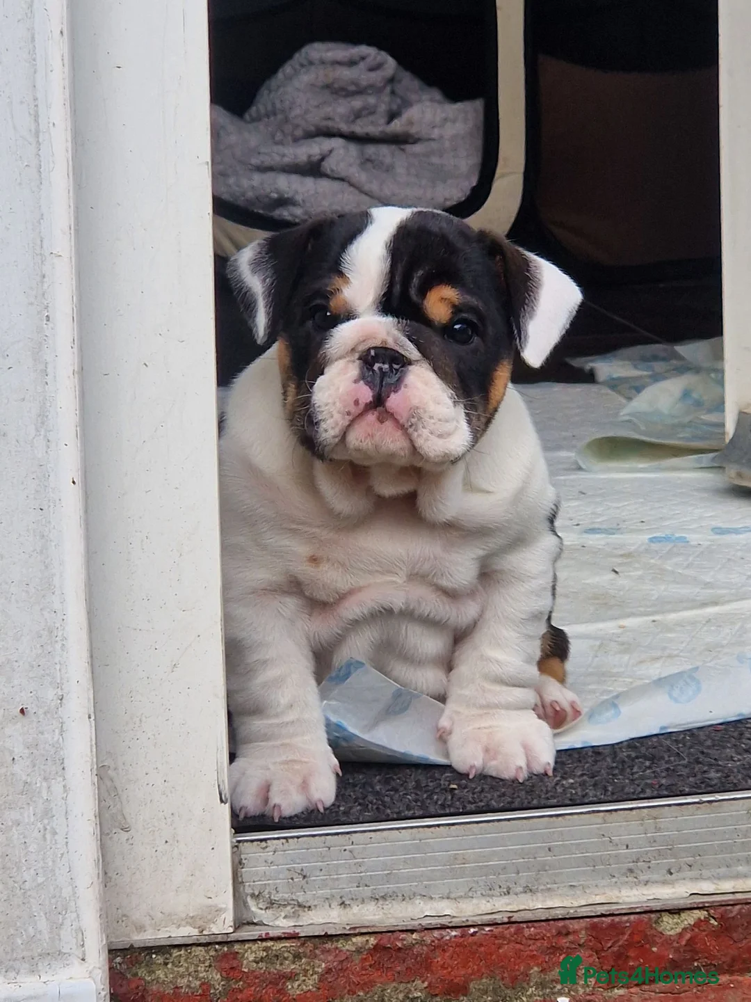 English Bulldog dogs for sale: for sale Bulldog puppy. - Advert 6