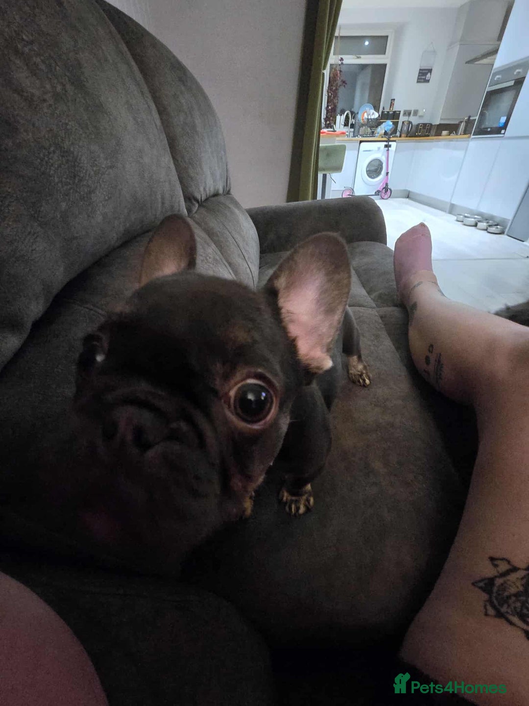 French Bulldog dogs for sale: Bitch Mini french bulldog - Image 10