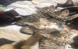 Domestic Shorthair cats for sale: Male kitten  - Image 3