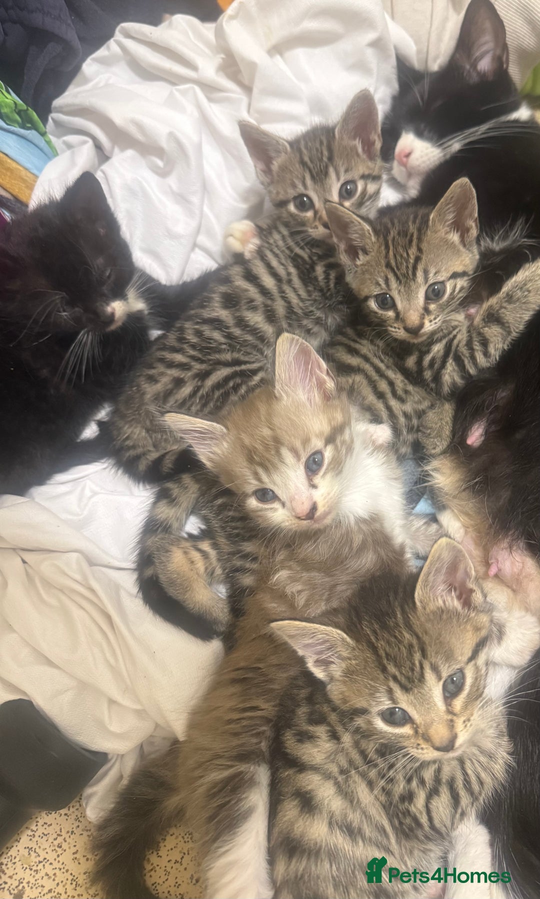 Domestic Shorthair cats for sale: Male kitten  - Image 3