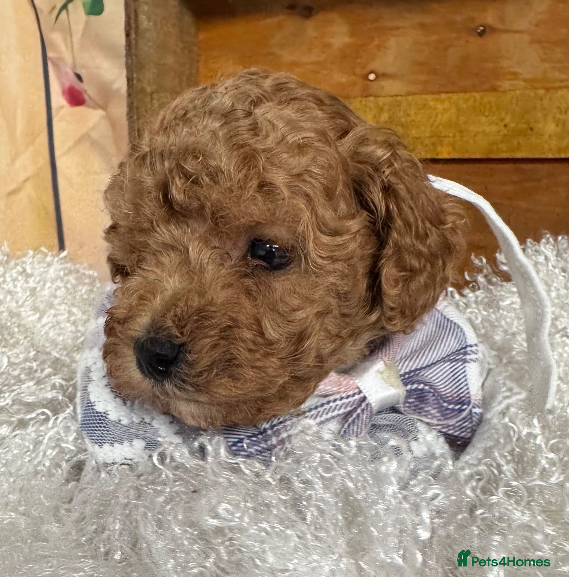 Toy Poodle dogs Red Asian x Toy Poodle  - Advert 9