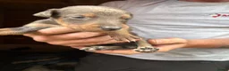 Lurcher dogs for sale: Lurcher pups - Advert 6