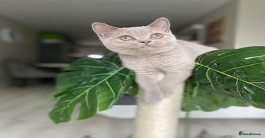 British Shorthair cats - Advert 7