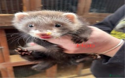 Ferret rodents for sale: Part-angora kits  - Image 3