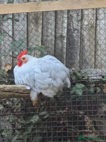 Chickens poultry - Advert 1