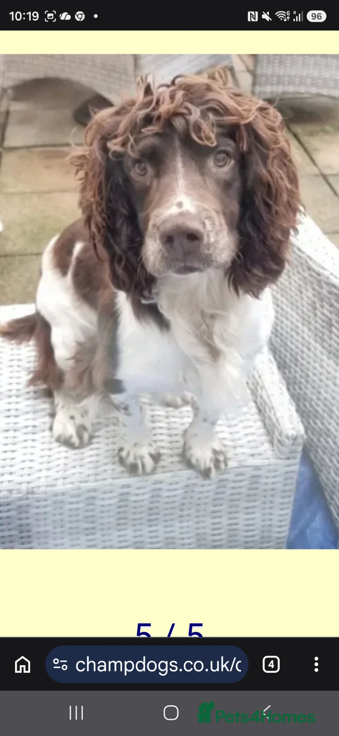 English Springer Spaniel dogs for stud: ENGLISH SPRINGER STUD - DNA HEALTH TESTED  - Advert 1