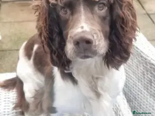 English Springer Spaniel dogs for stud: ENGLISH SPRINGER STUD - DNA HEALTH TESTED - Advert 1