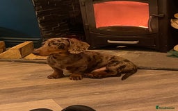 Miniature Dachshund dogs for sale: Miniature dachshund  - Image 5