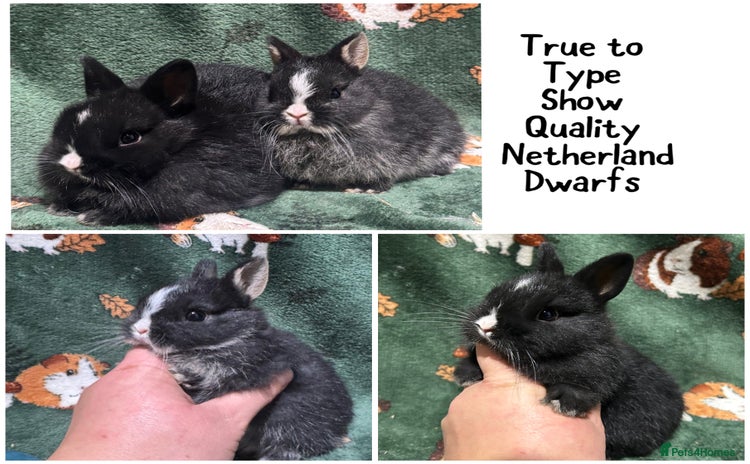 Netherland Dwarf rabbits - Advert 4
