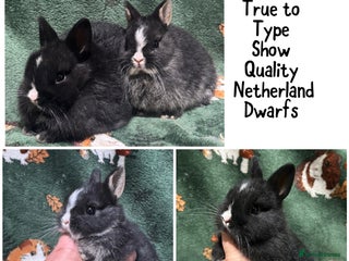 Netherland Dwarf rabbits - Advert 1