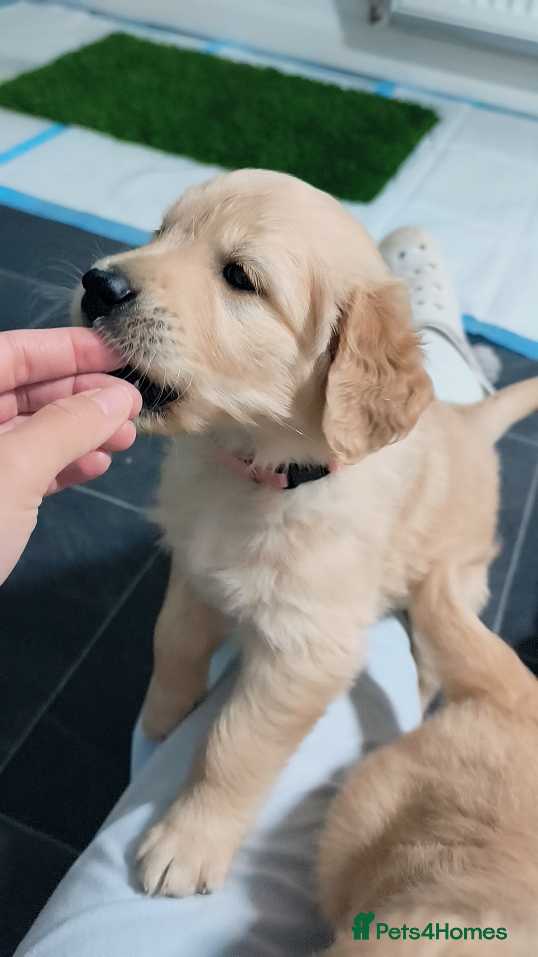 Golden Retriever dogs for sale: Gorgeous golden retriever puppies 🐕 - Advert 8