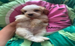 Cavapoo dogs for sale: Beautiful cavapoo puppies ❤️💙 - Image 6