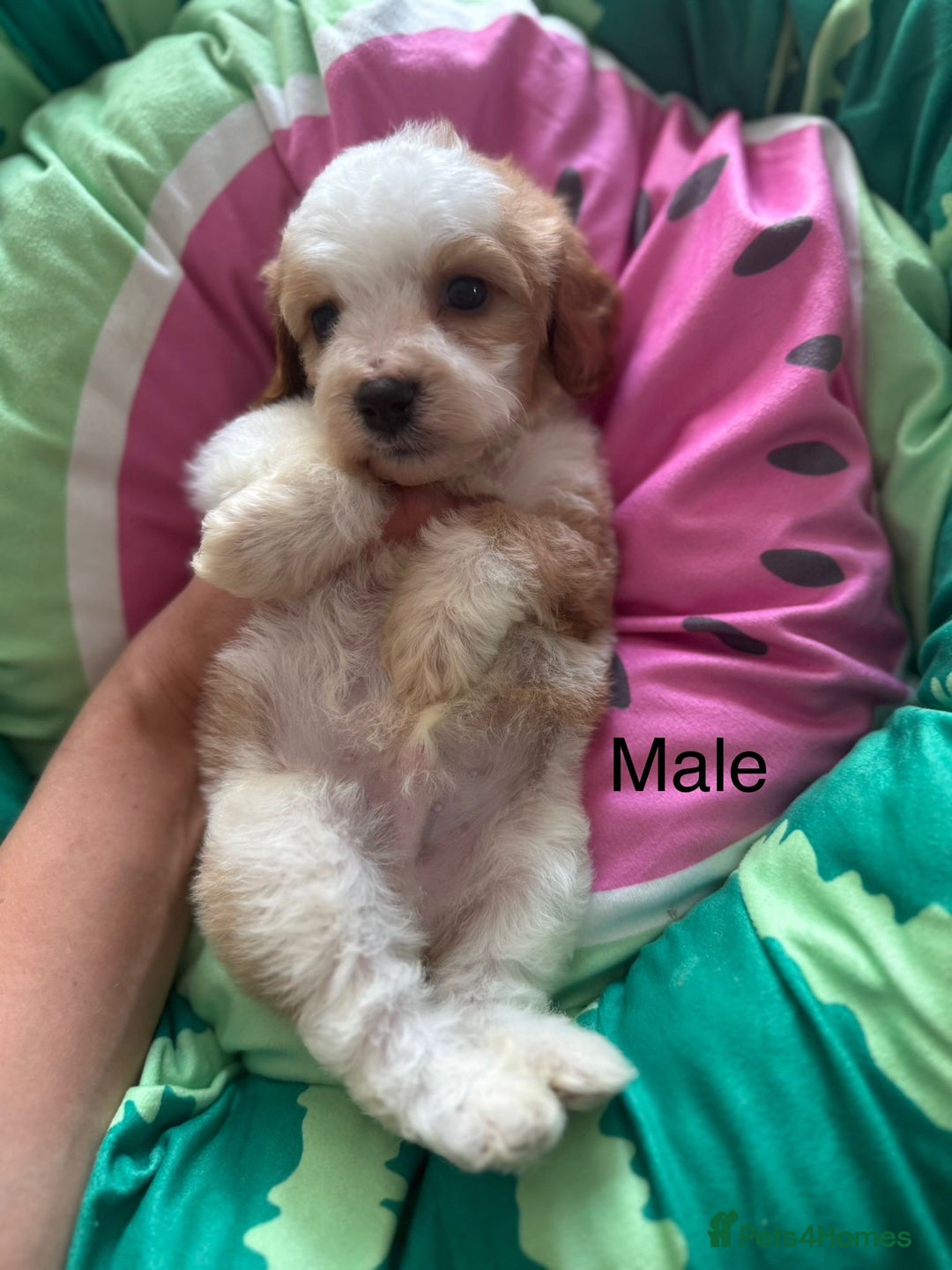 Cavapoo dogs for sale: Beautiful cavapoo puppies ❤️💙 - Image 6