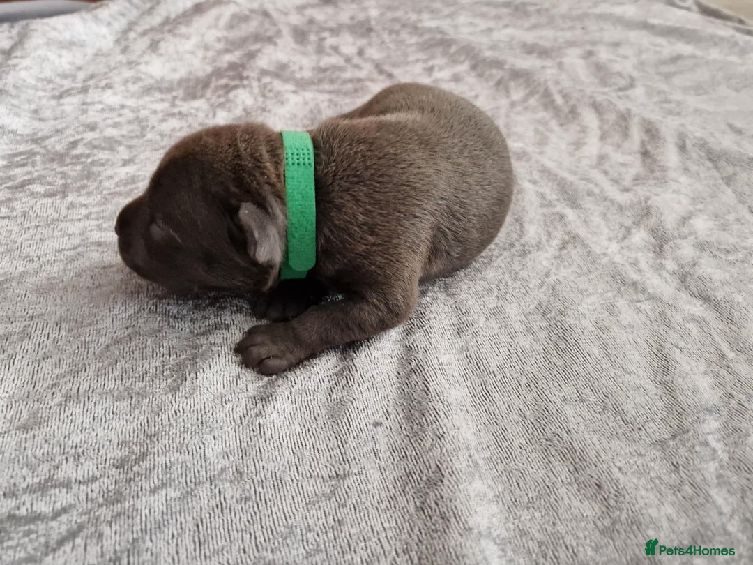 Staffordshire Bull Terrier dogs for sale: 2 Beautiful Male Blue Staffy Puppies - Advert 2