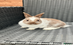 Netherland Dwarf rabbits for sale: Beautiful Netherland dwarfs - Image 2