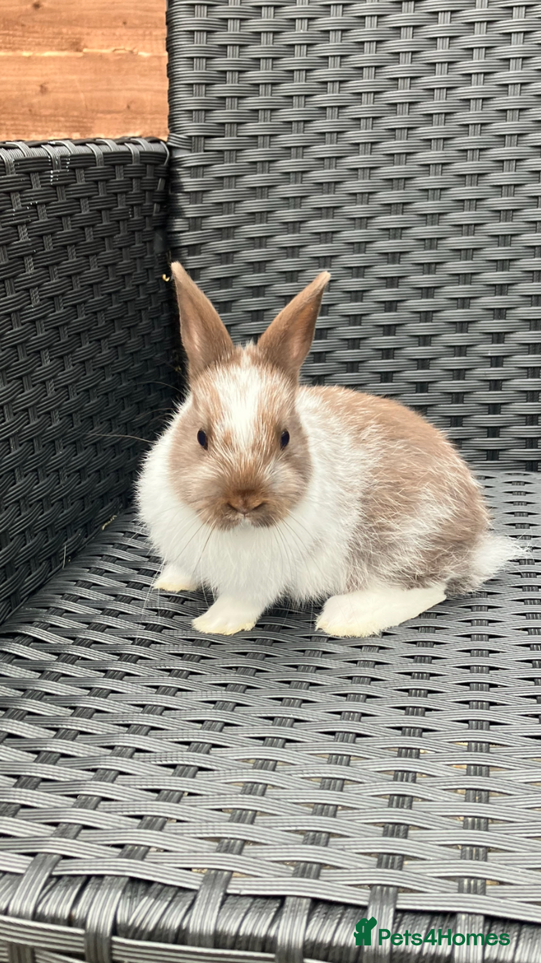 Netherland Dwarf rabbits for sale: Beautiful Netherland dwarfs - Image 2