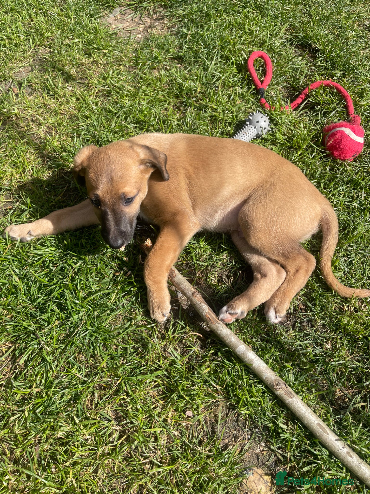 Mixed Breed dogs Bedlington whippet greyhound  - Advert 2