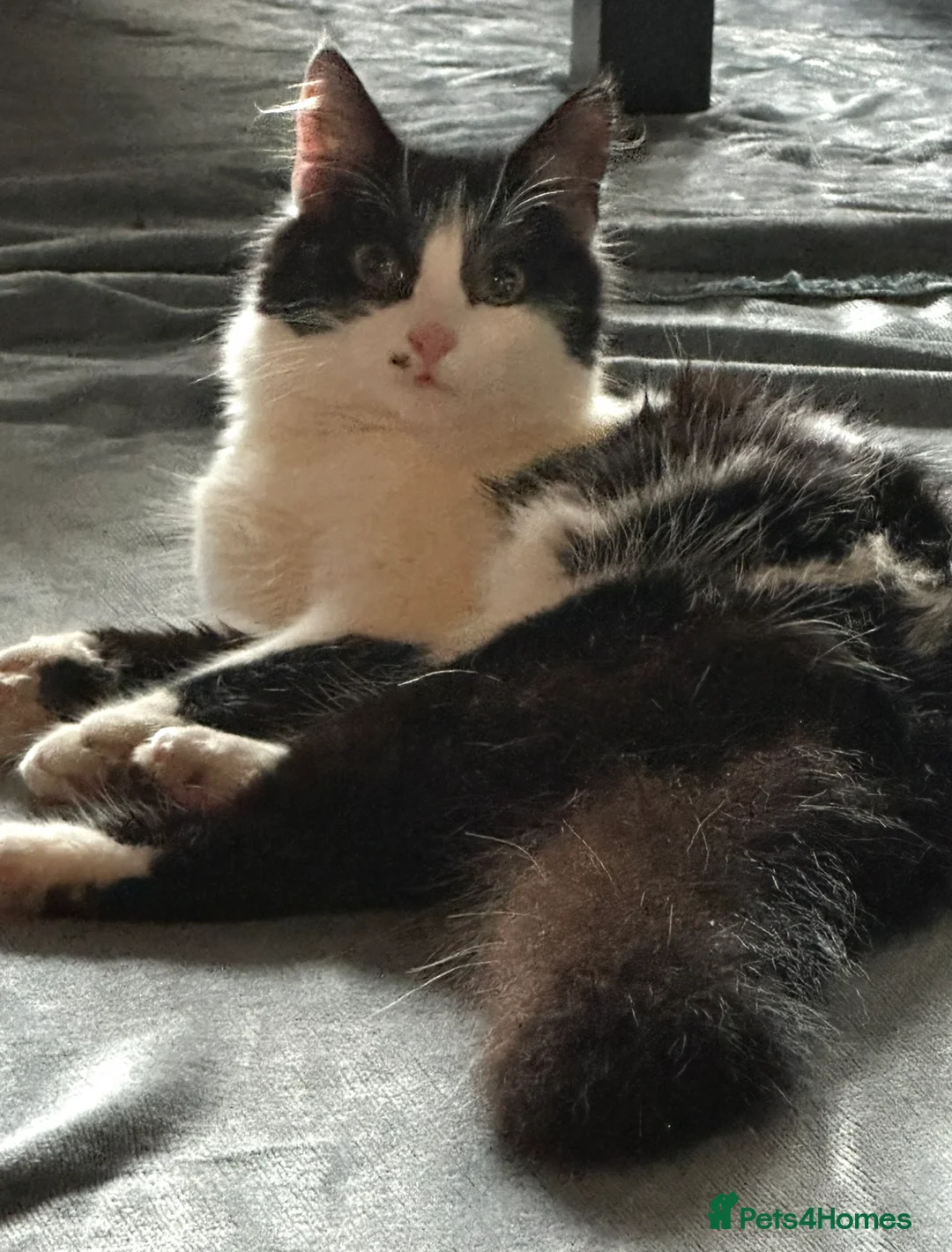 Domestic Shorthair cats for sale: 2 Lovely 7 week old Semi-Long haired girls - Advert 2