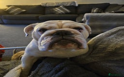 English Bulldog dogs for sale: Kc registered English bulldog - Image 3