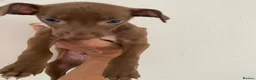 Italian Greyhound dogs for sale: Beautiful Italian greyhound puppies  - Advert 10
