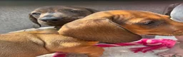 Miniature Dachshund dogs for sale: dachshund puppies UNIQUE fur patterns - Advert 17