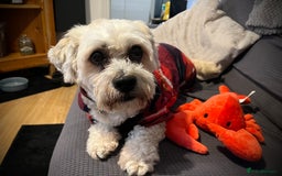 Shichon dogs for sale: Loveable (but problematic) 7 y/o boy  - Image 4