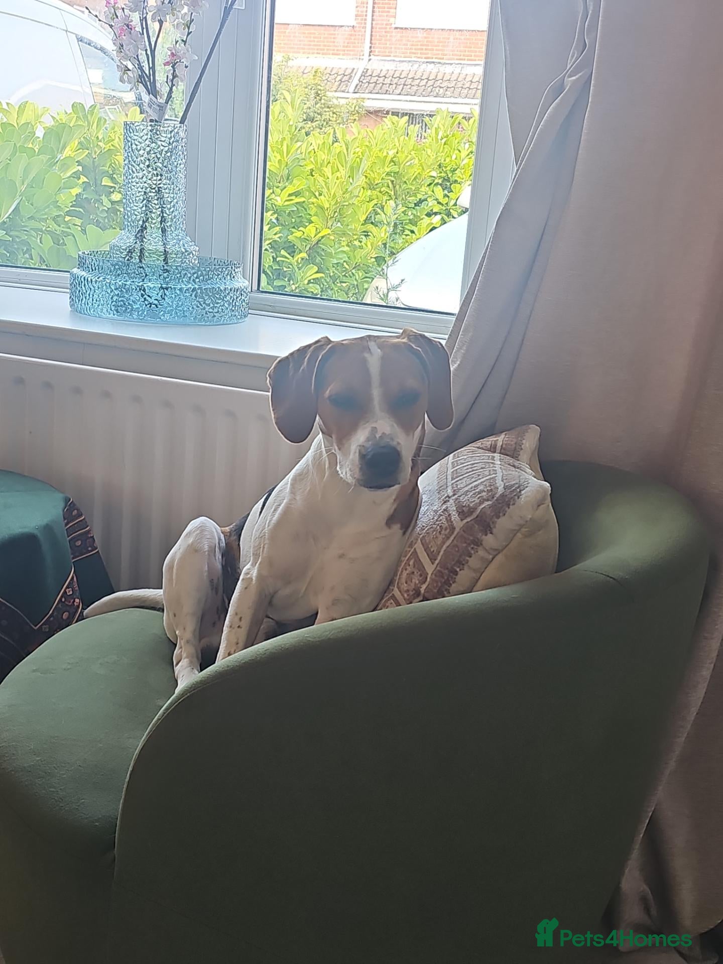 Mixed Breed dogs Rocky - Advert 2