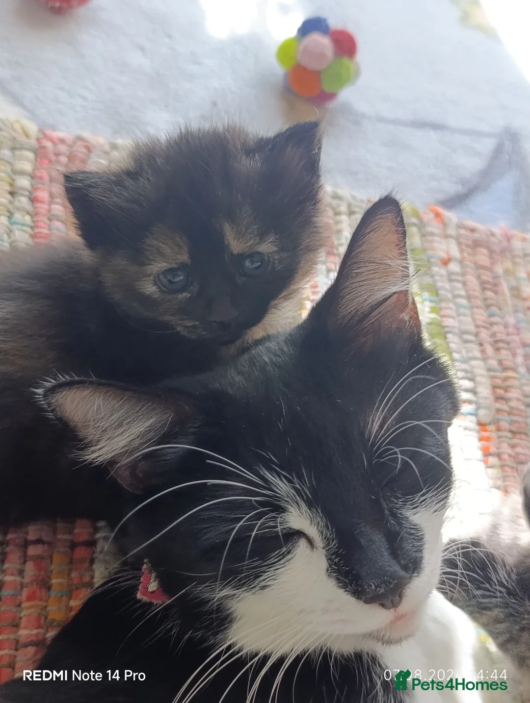 Mixed Breed cats for sale: Four girls. - Advert 20