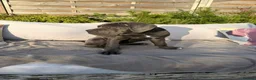 Cane Corso dogs for sale: Adorable Female Puppy Blue Cane Corso available - Advert 7