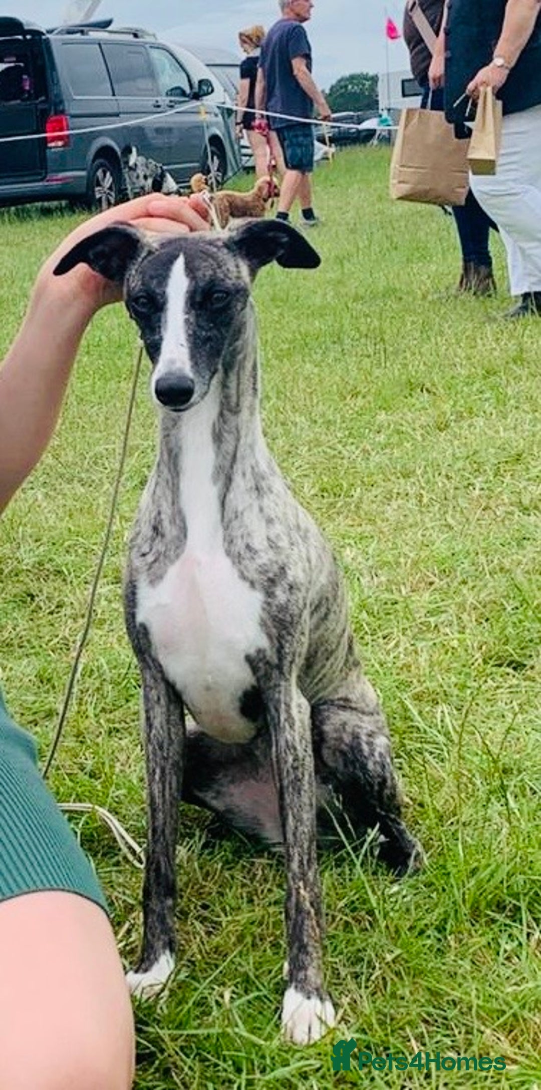 Whippet dogs for sale: 🐾✨ Exceptional Brindle Whippet Puppies✨🐾 - Advert 5