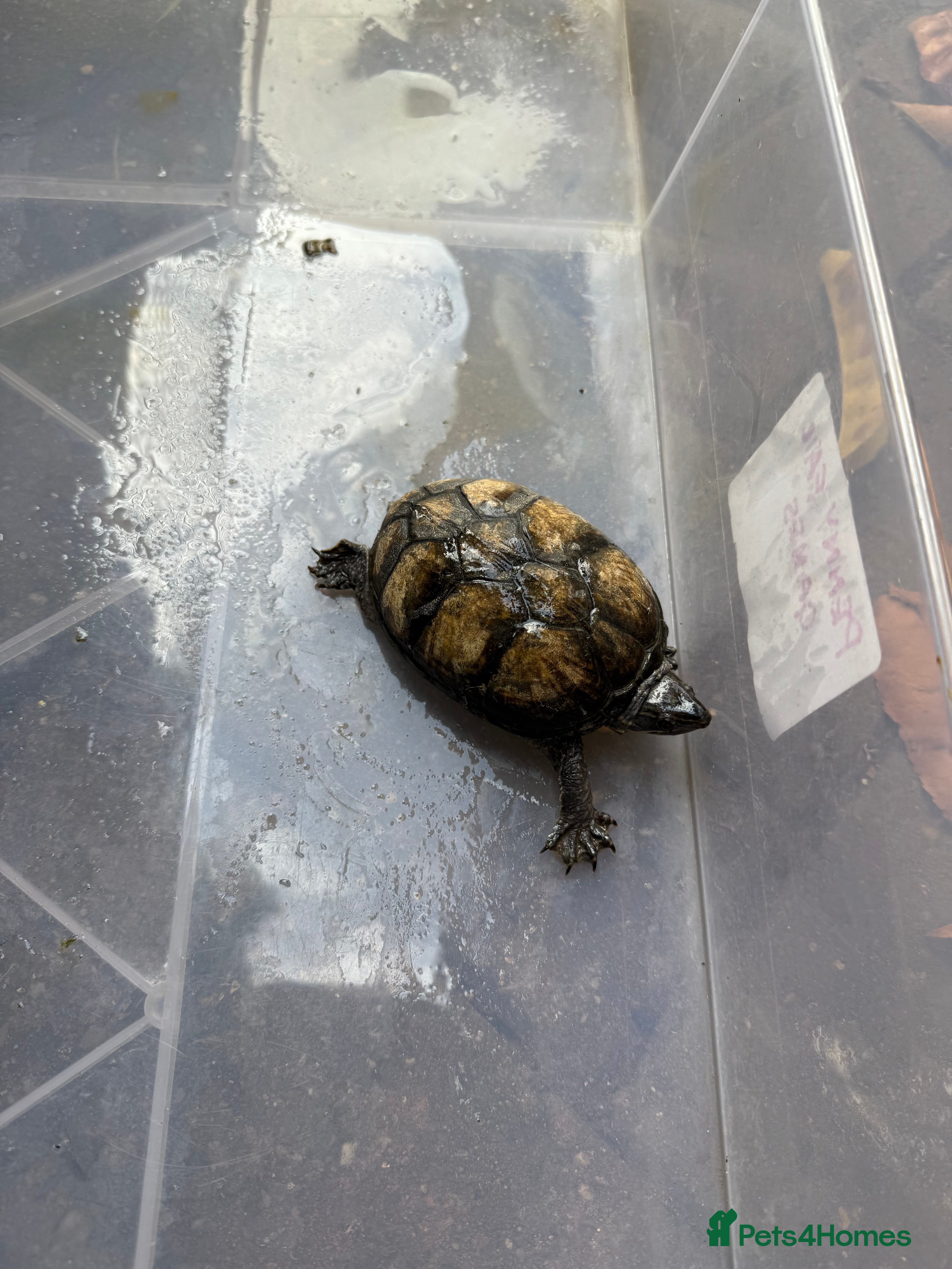 Turtle reptiles Musk and Mississippi map turtles  - Advert 4