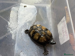 Turtle reptiles - Advert 3