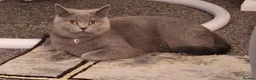 British Shorthair cats for sale: Female british-shorthair  - Advert 7