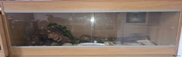 Corn Snake reptiles for sale: Male Adult Ghost Corn Snake 4 Years Old in Exeter - Advert 4