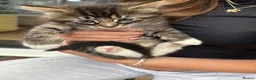 Mixed Breed cats for sale: 6 Cats For Sale (60 each) in Bedford - Advert 3