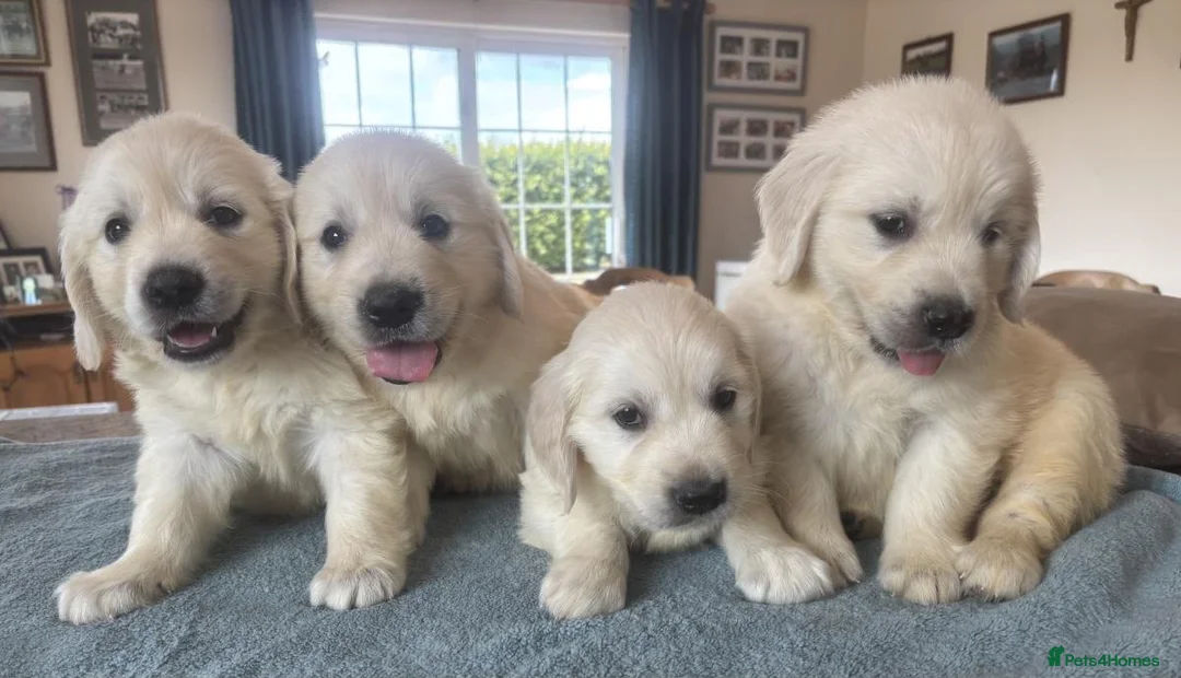 Golden Retriever dogs for sale: CREAM GOLDEN RETRIEVER PUPPIES - Advert 8