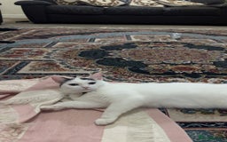 Ragdoll cats for sale: Pregnant half ragdoll cat - Image 5
