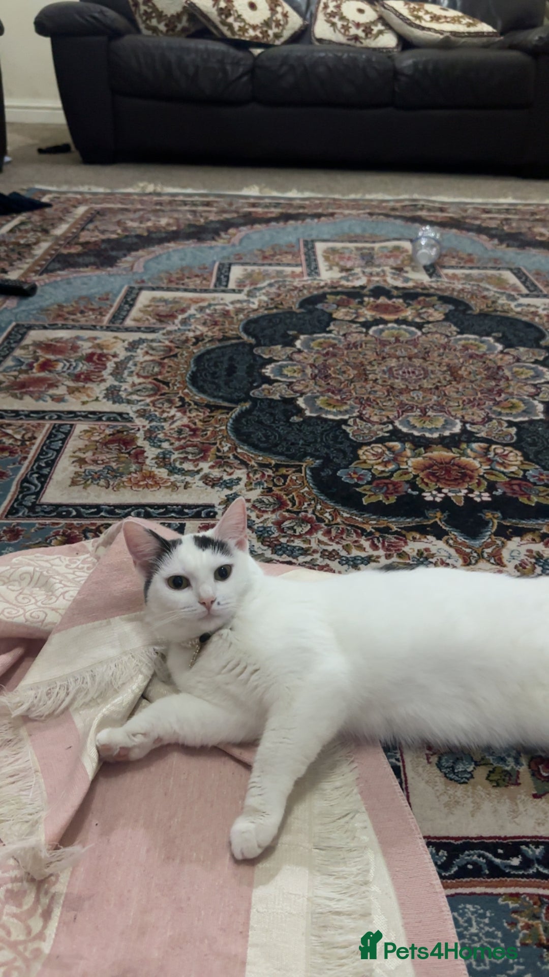 Ragdoll cats for sale: Pregnant half ragdoll cat - Image 5