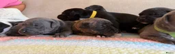 Staffordshire Bull Terrier dogs for sale: Gorgeous staffordshire bull terrier puppies - Advert 4