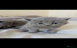 British Shorthair cats for sale: Purebred British shorthairs  - Image 2