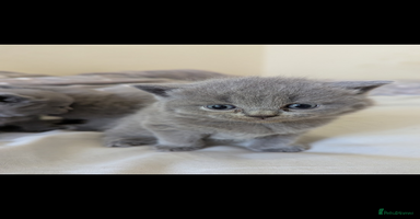 British Shorthair cats - Advert 9