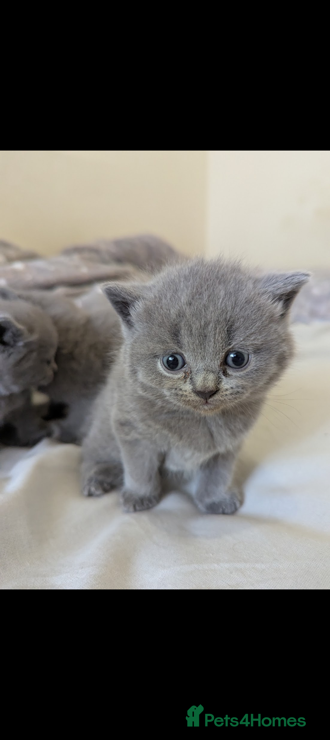 British Shorthair cats for sale: Purebred British shorthairs  - Image 2