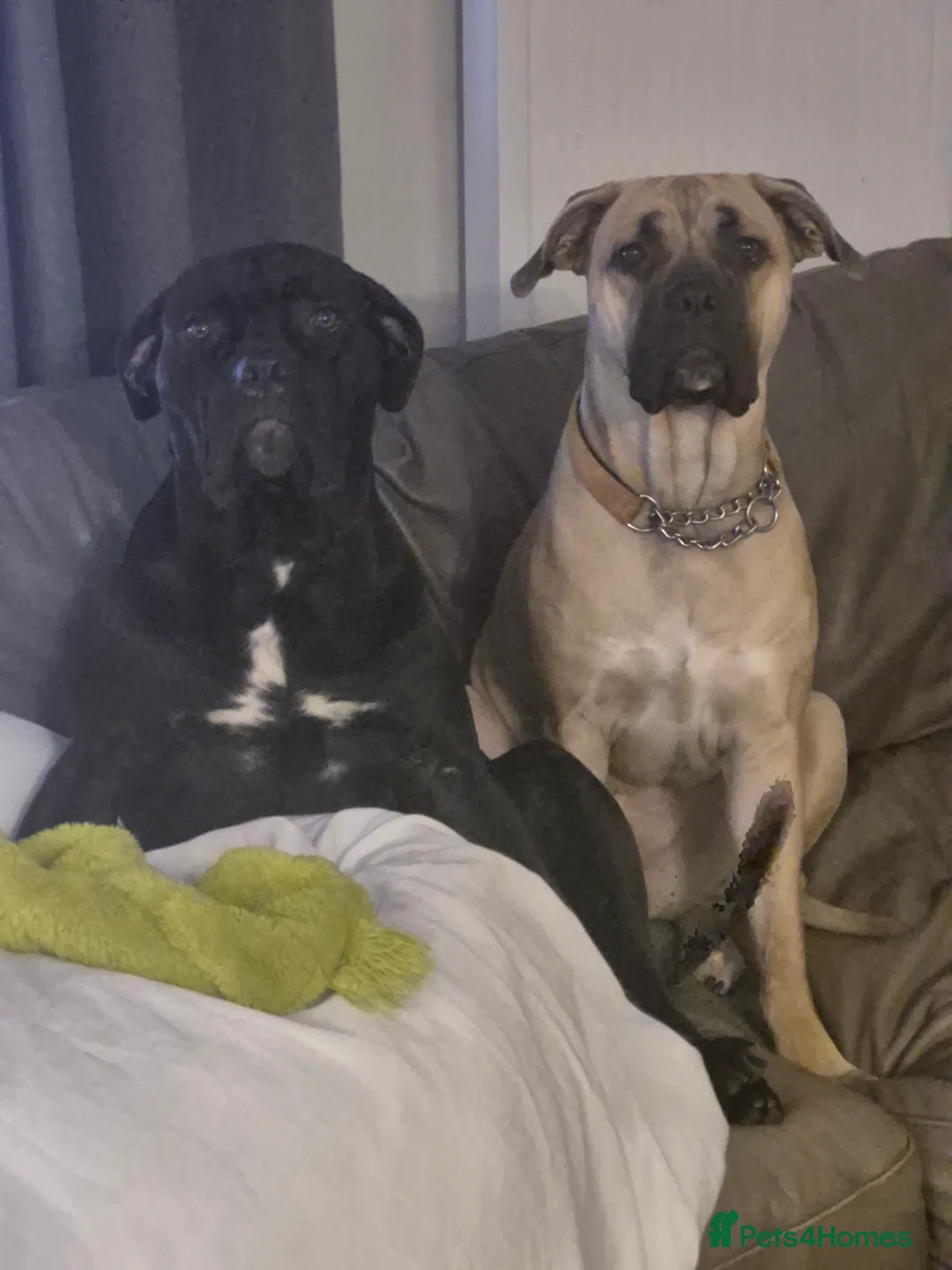Cane Corso dogs for sale: Female cane corso for rehoming - Advert 4