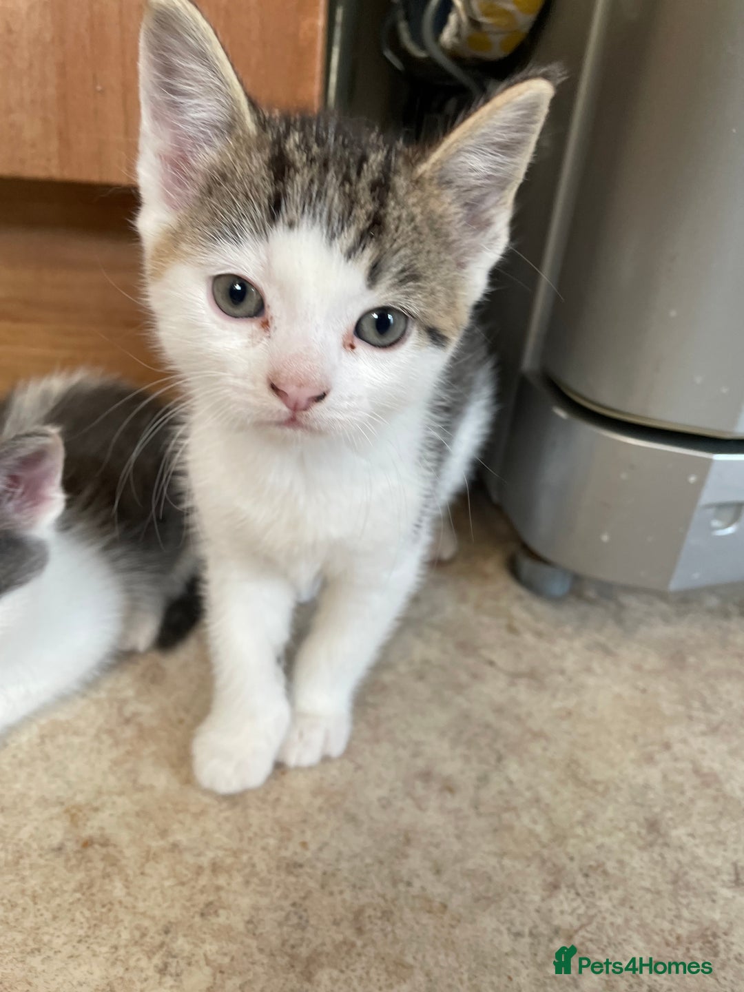 British Longhair cats for sale: White and tabby boy ready now  - Image 5