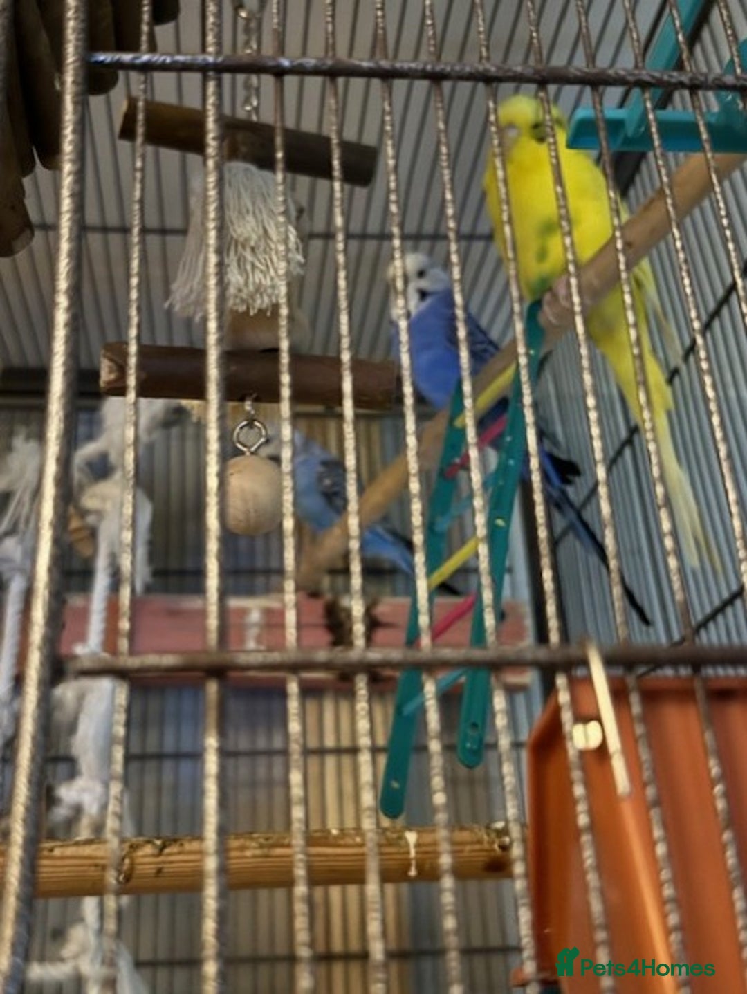 Budgerigars birds for sale: budgies  - Advert 2