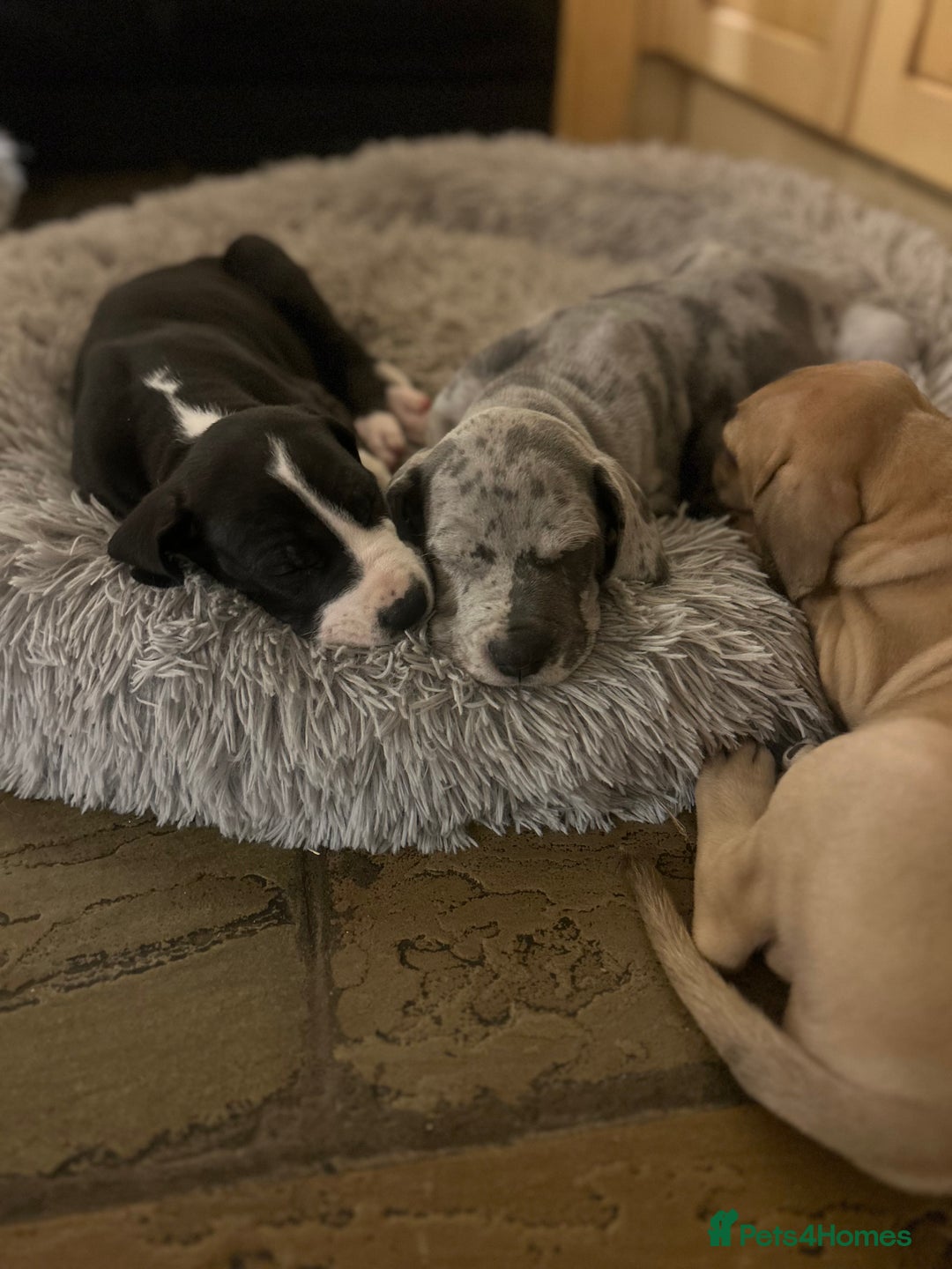 Great Dane dogs for sale: READY NOW… 3 BLACK GIRLS AVAILABLE  - Advert 11
