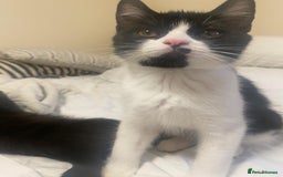 Persian cats for sale: Two Beautiful Half Persian Male Kittens  - Image 2