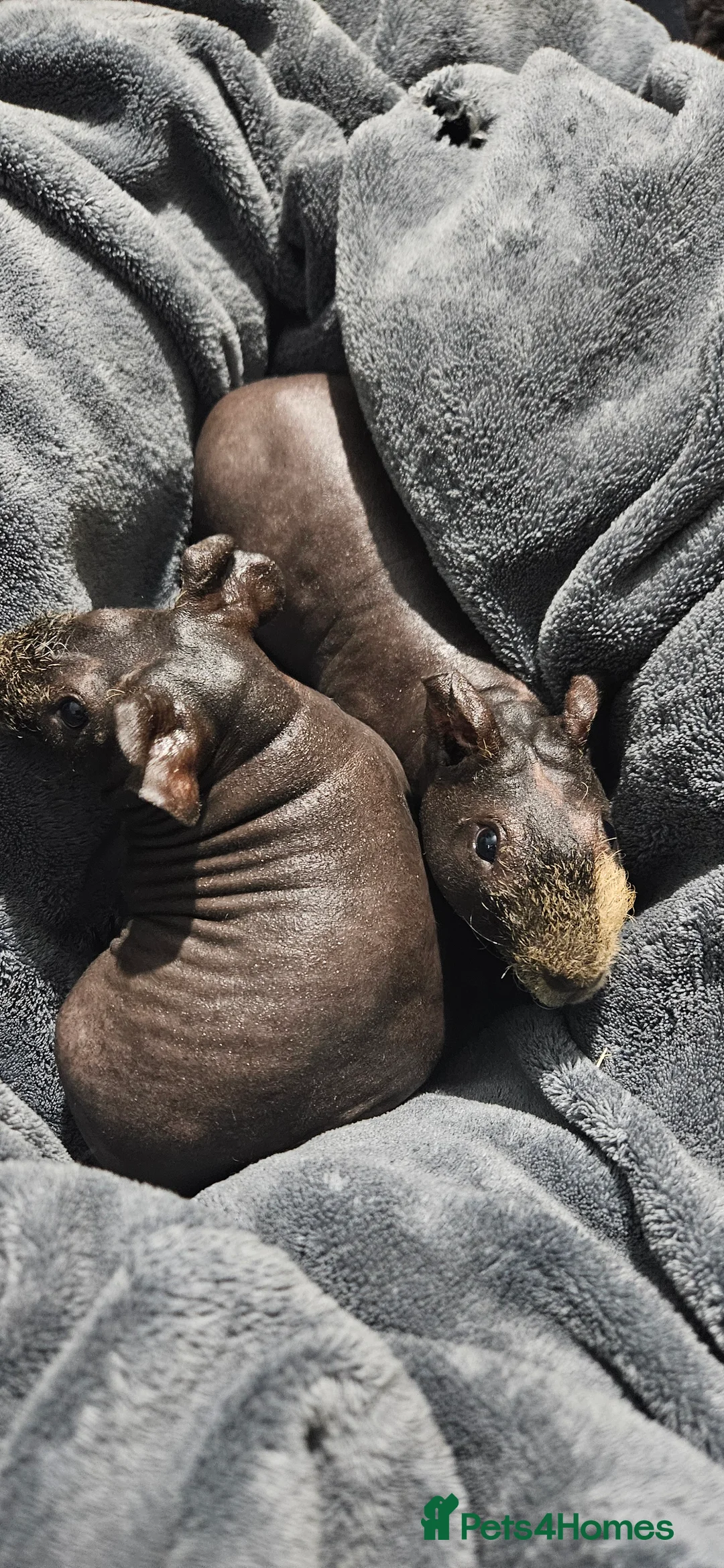 Guinea Pig rodents for sale: 2 male skinny pigs  - Advert 10