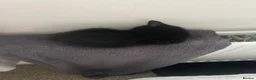 Domestic Shorthair cats for sale: 2 black kittens 1 male 1 female ready now! in Exeter - Advert 4