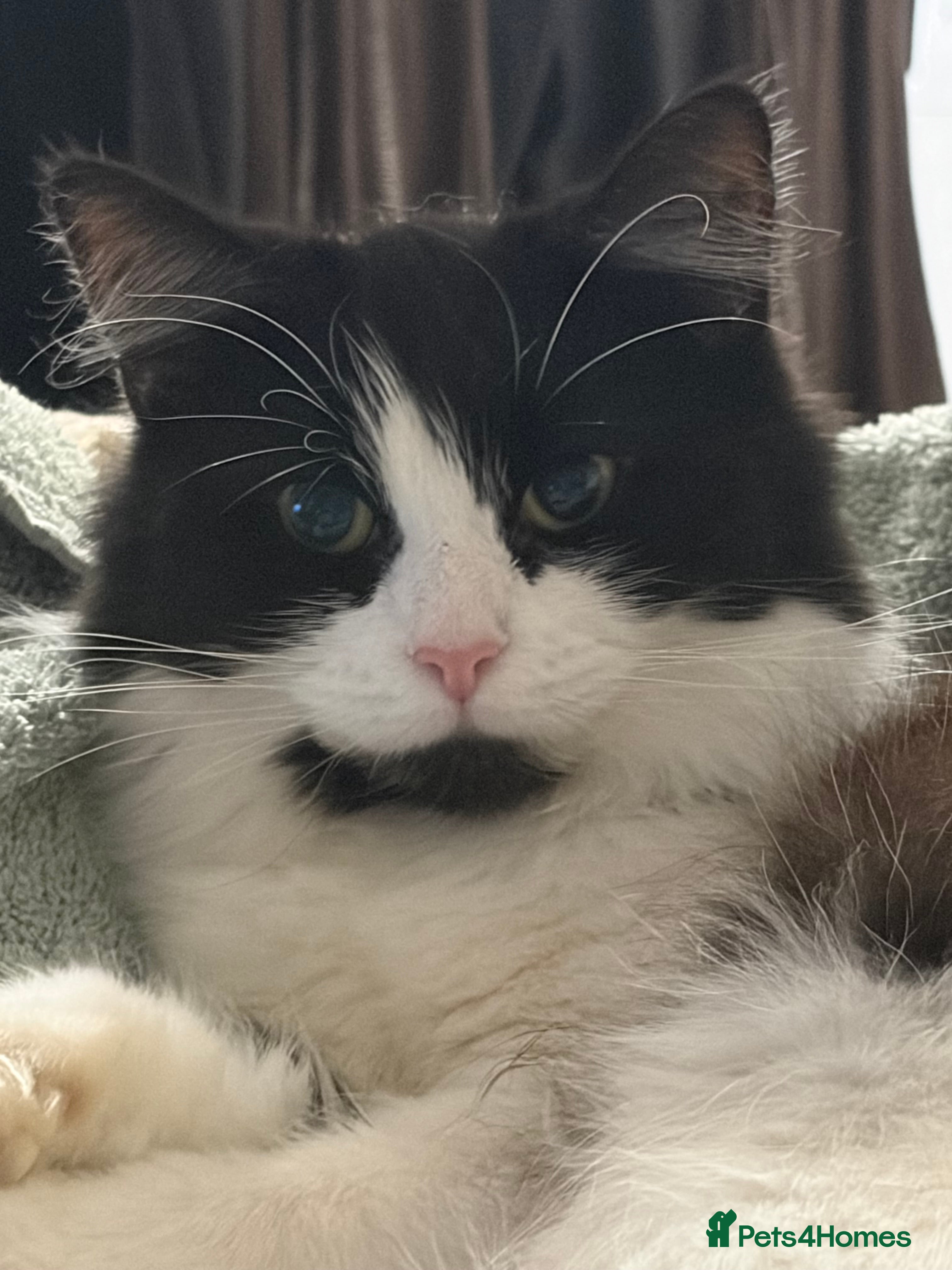 Mixed Breed cats Luna 3yr old cat in Bolton - Advert 16